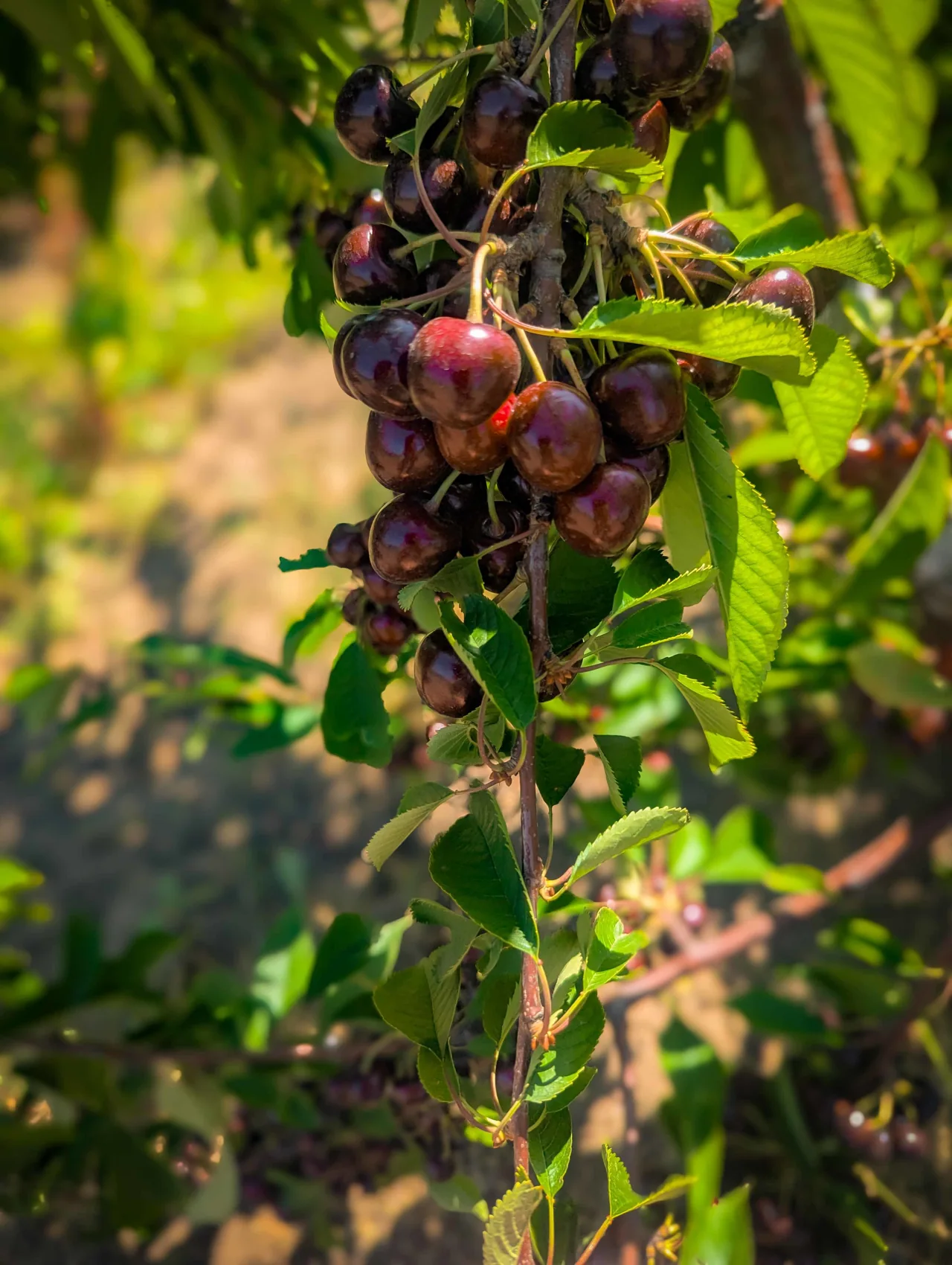 Ciliegie mature sul ramo nel frutteto di Cojușna